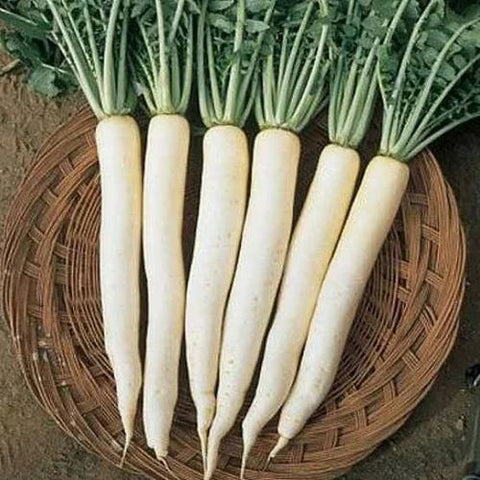 Radish 250gm ( मूली )